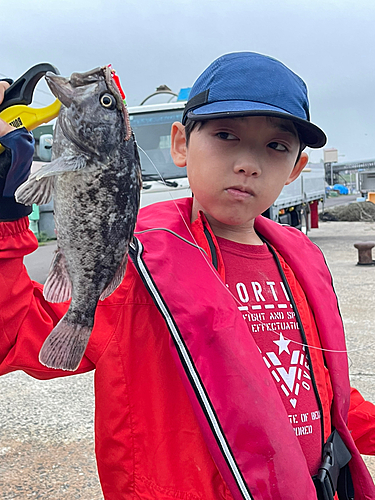 クロソイの釣果