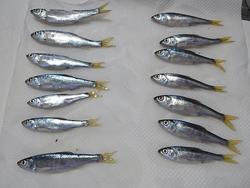 オイカワの釣果