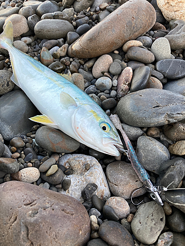 ツバスの釣果