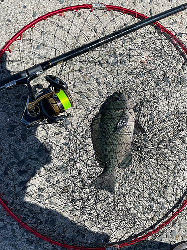 グレの釣果