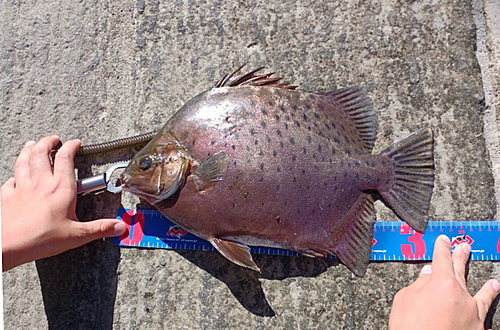 クロホシマンジュウダイの釣果