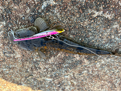 マゴチの釣果