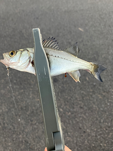 セイゴ（マルスズキ）の釣果