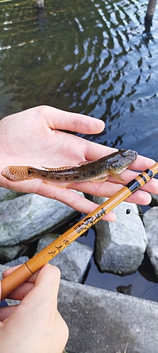 ハゼの釣果