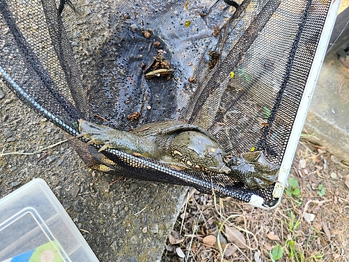 アメリカナマズの釣果