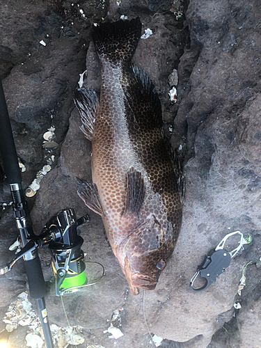 オオモンハタの釣果