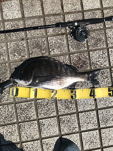 クロダイの釣果