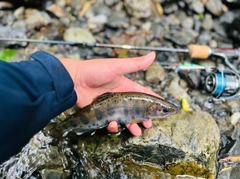 ヤマメの釣果