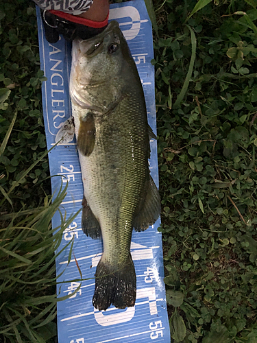 ラージマウスバスの釣果