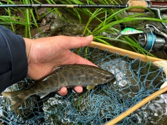 ヤマメの釣果