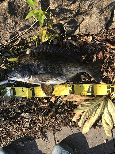 クロダイの釣果