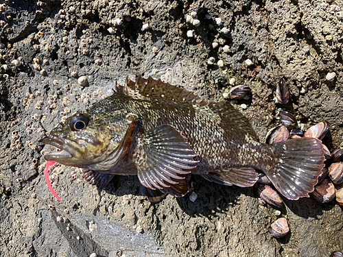 ムラソイの釣果