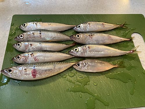 サバの釣果