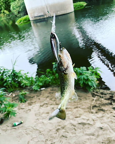 ラージマウスバスの釣果