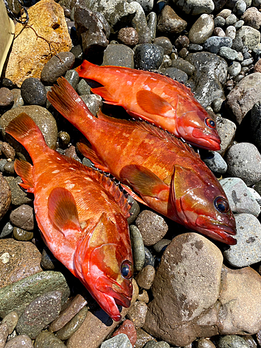 アカハタの釣果