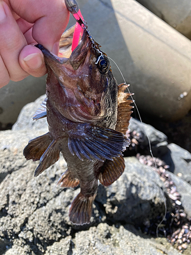 ムラソイの釣果