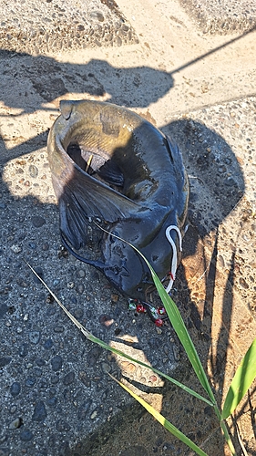 アメリカナマズの釣果