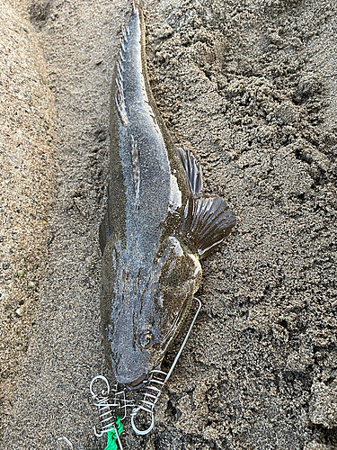 マゴチの釣果