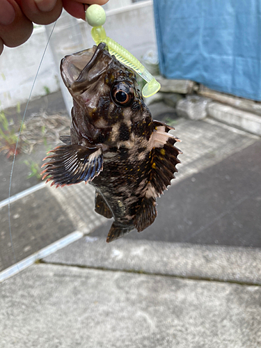 オウゴンムラソイの釣果