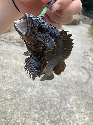 ムラソイの釣果