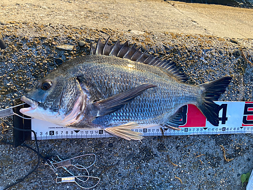 クロダイの釣果