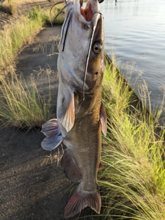 アメリカナマズの釣果