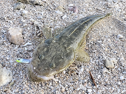 ミナミマゴチの釣果