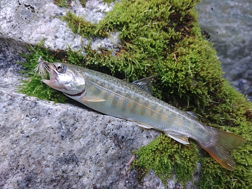 イワナの釣果