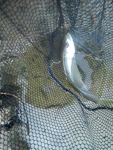 ケタバスの釣果