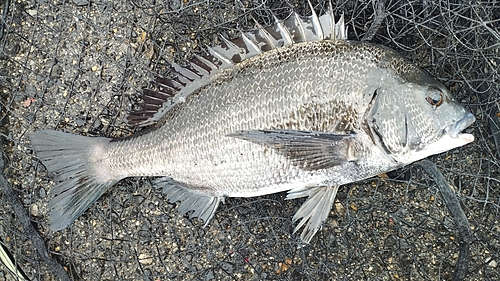 チヌの釣果