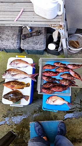 タイの釣果