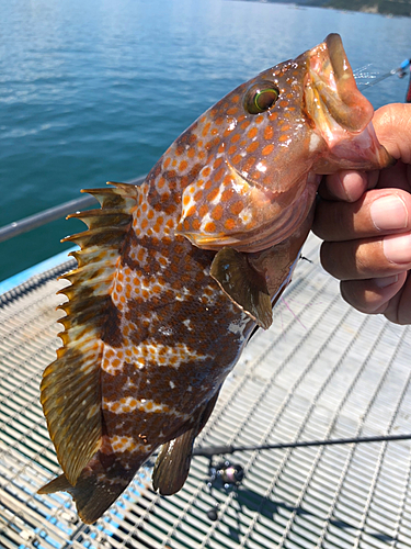 アコウの釣果