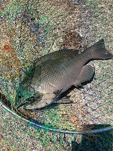 メジナの釣果