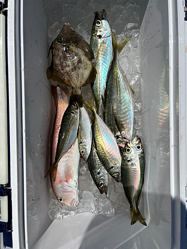 シロアマダイの釣果