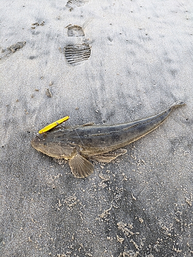 マゴチの釣果