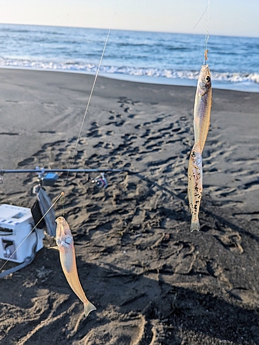 キスの釣果