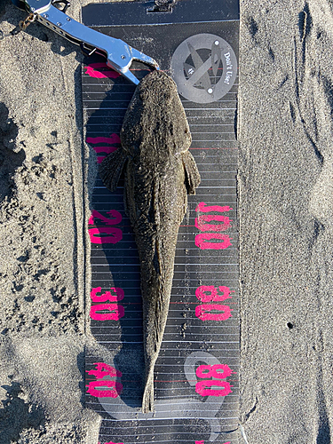 マゴチの釣果