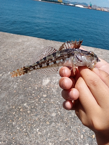 アナハゼの釣果