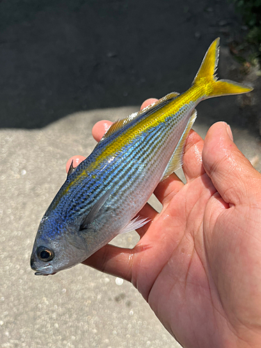 タカベの釣果