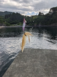 ケンサキイカの釣果