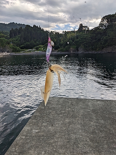 ケンサキイカの釣果