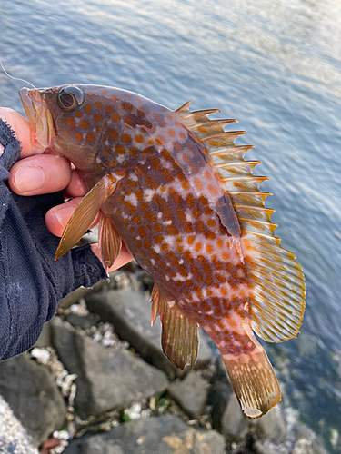 アコウの釣果