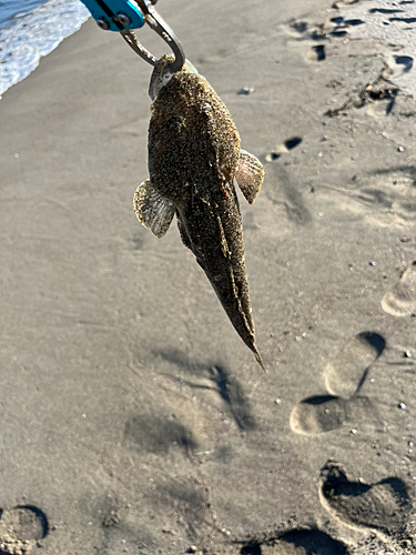 コチの釣果