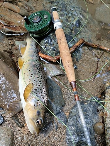 ブラウントラウトの釣果