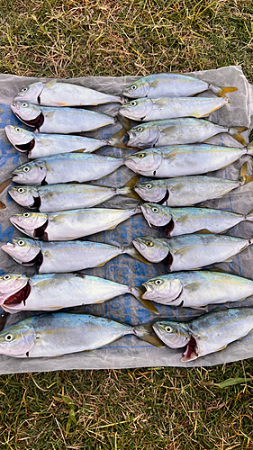 ワカシの釣果