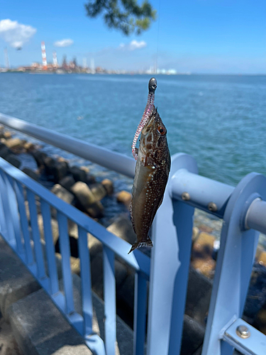 アナハゼの釣果