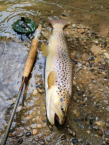 ブラウントラウトの釣果