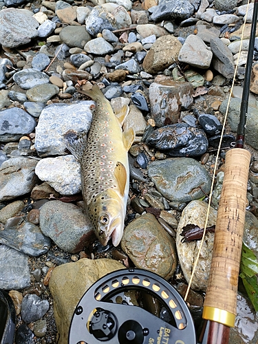 ブラウントラウトの釣果