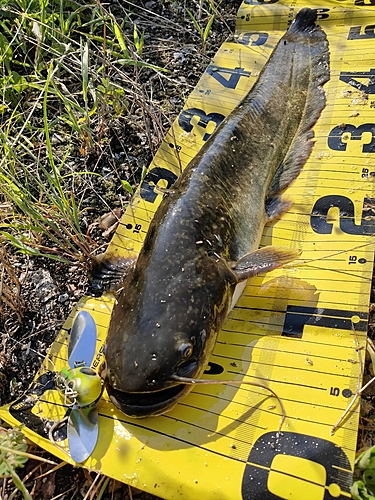 マナマズの釣果