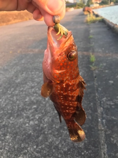 キジハタの釣果